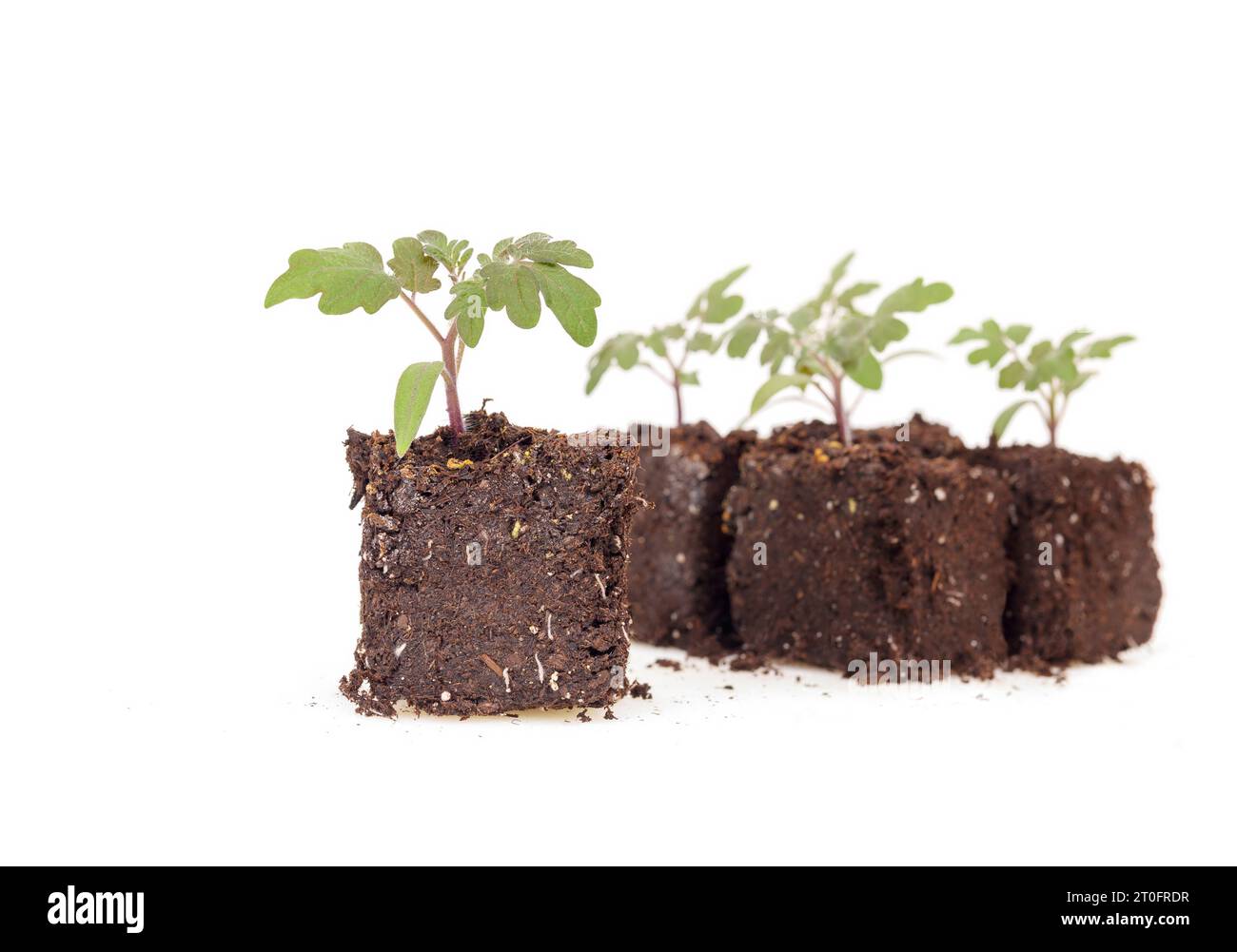 Isolated cherry tomato seedling in potting soil with defocused tomato