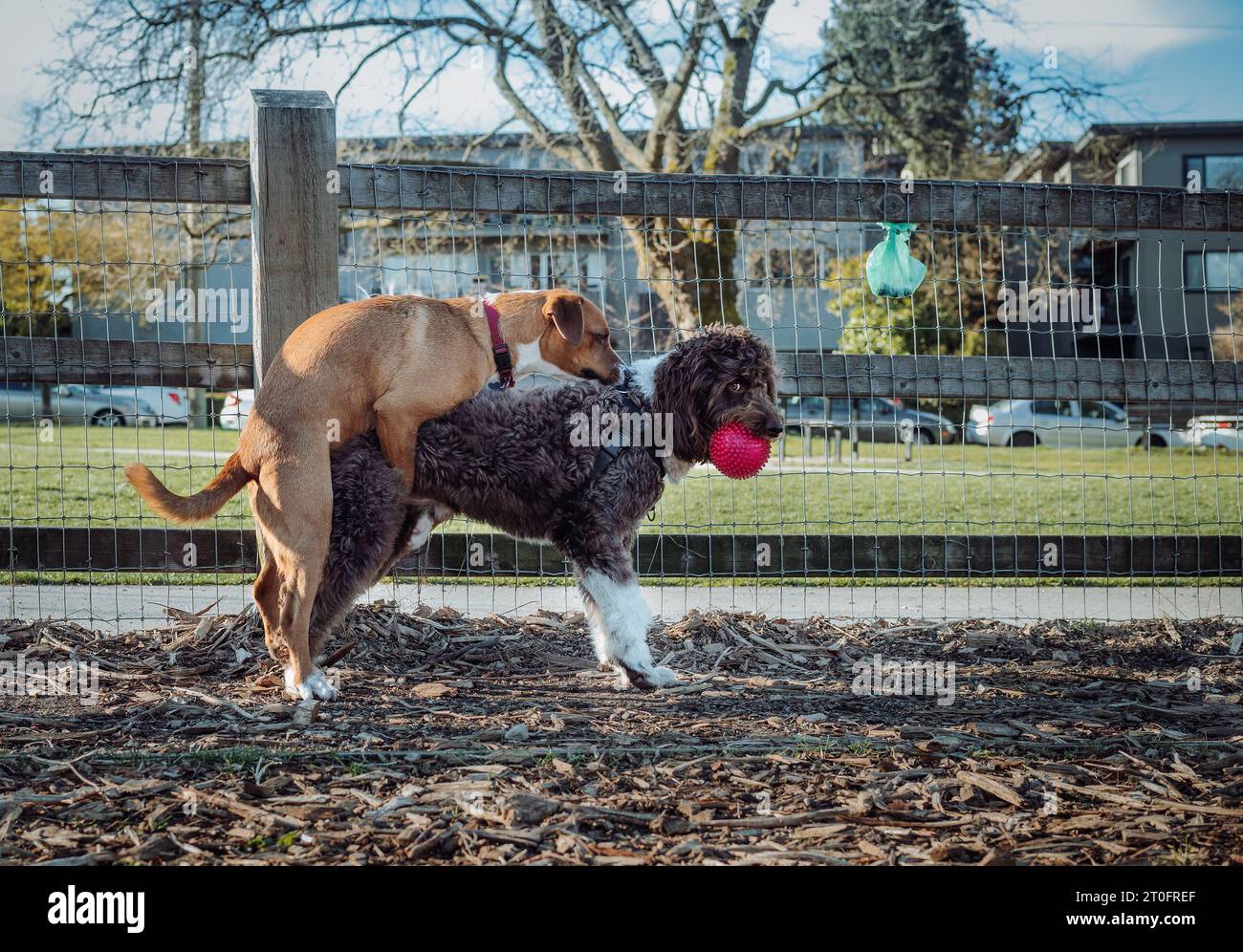 Female dog humps male dog at the dog park. Side view of female puppy