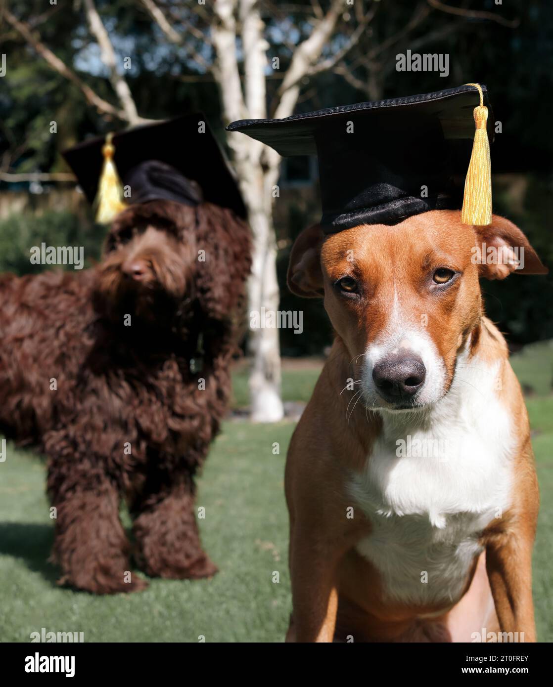 Two dogs with graduation hat in backyard at graduation party. Funny pet themed education concept, graduation celebration, training class, academic cer Stock Photo