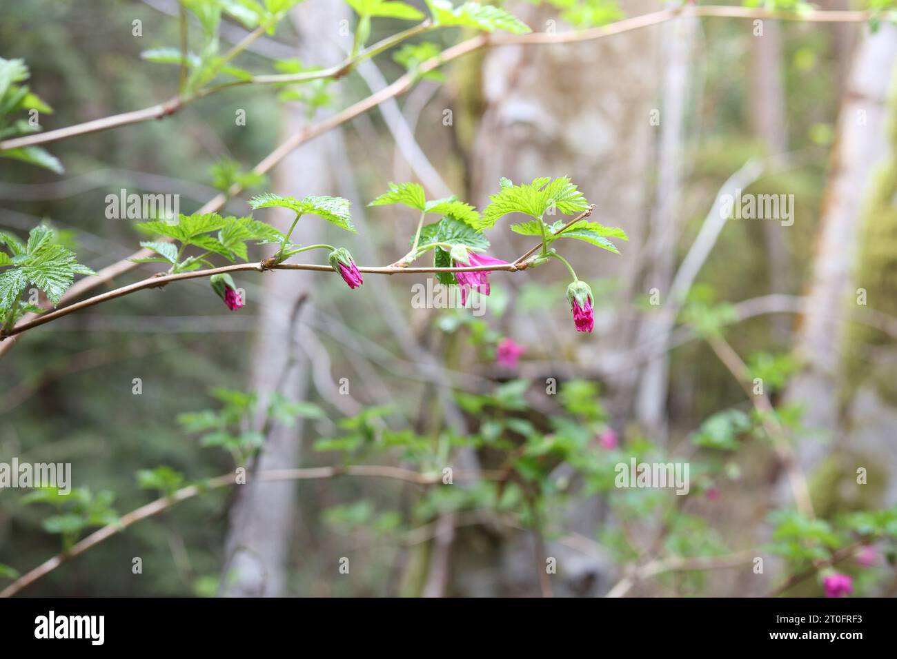 Salmonberry flowers on branch in forest. Salmon berry shrub with pink flowers and edible berries