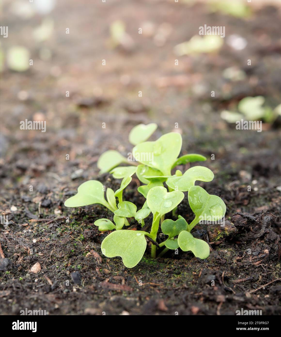 Bok choy seedling just emerged in garden planter in spring. Group of young bok choy plants before thinning out. Leafy vegetables also known as Brassic Stock Photo