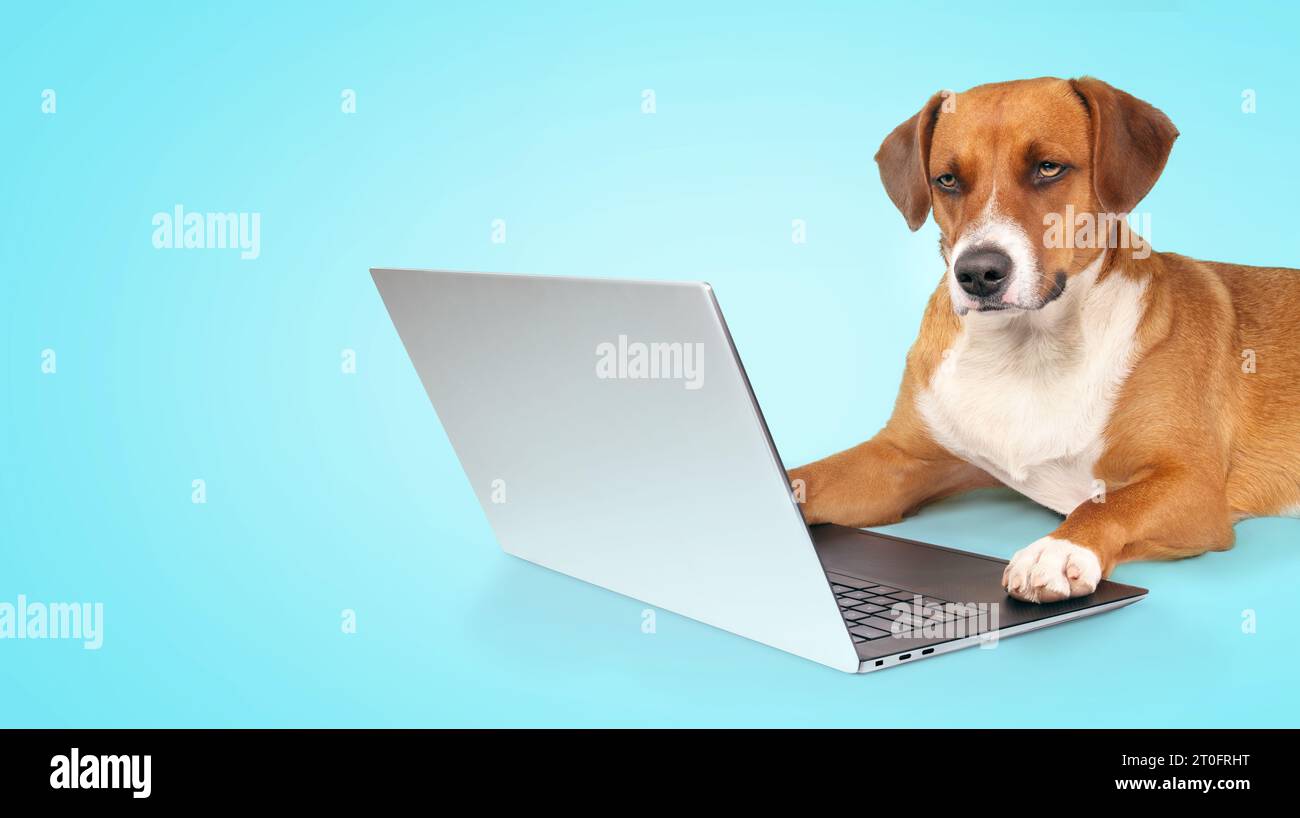 Dog using computer on blue background. Serious puppy dog working on laptop with paws on keyboard. Pets using technology for working, shopping, team me Stock Photo