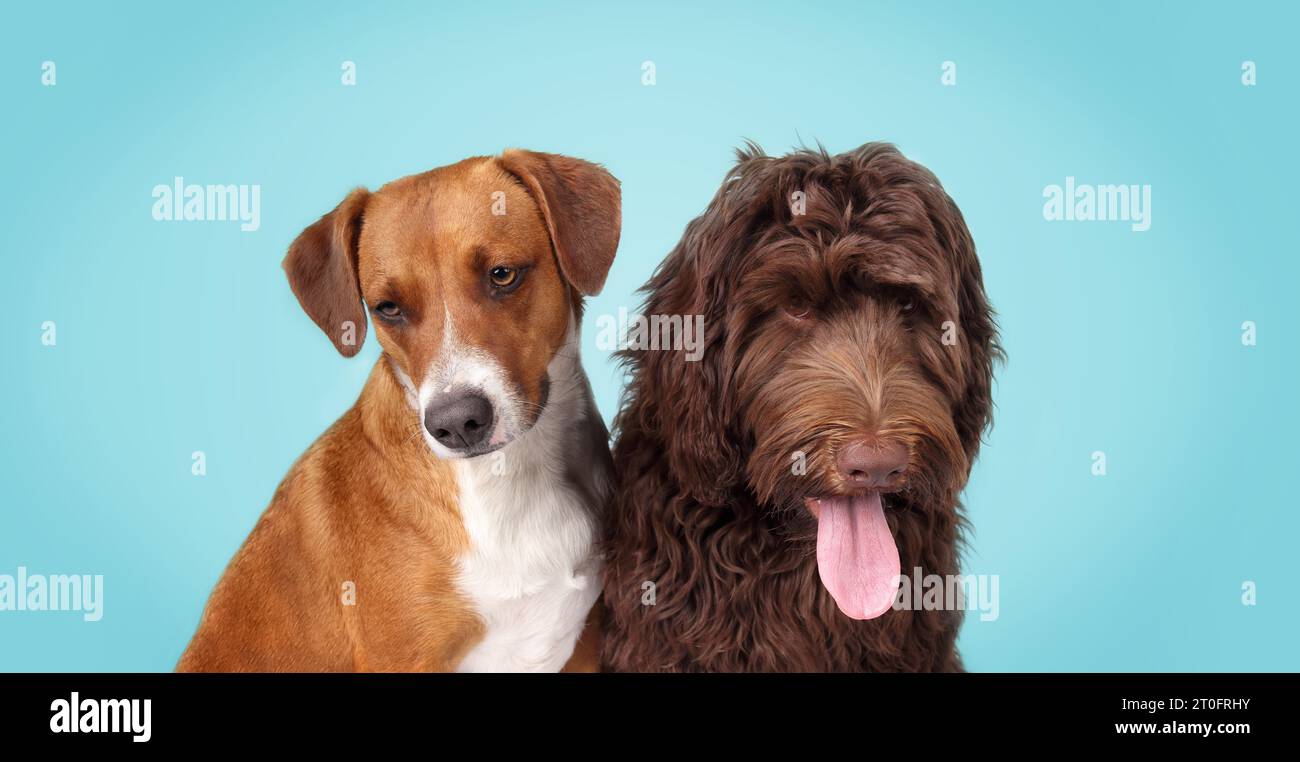 Two dogs on colored background while looking at camera. Funny puppy dog friends taking a break from playing. 1 year old Harrier mix and 6 month old La Stock Photo