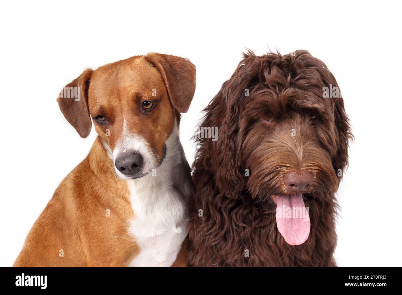 Two dogs sitting relaxed next to each other. Head shots of two puppy dog friends side by side. 1 year old female Harrier mix and 6 month old female La Stock Photo