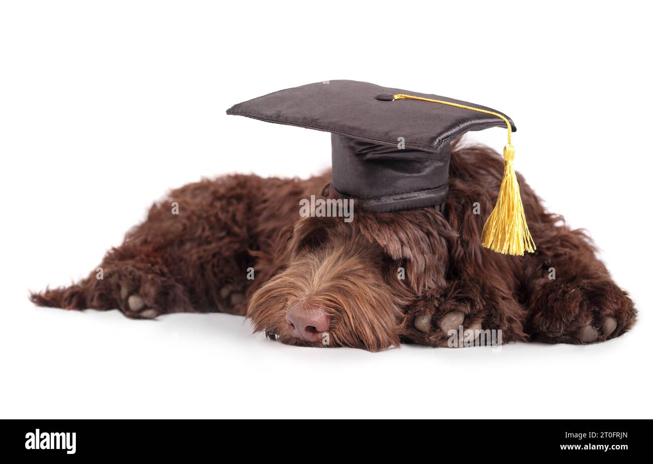 Fluffy puppy sleeping with graduation hat with tassel. Pet concept for celebrating graduation, training class, academic certifications or diplomas. Fu Stock Photo