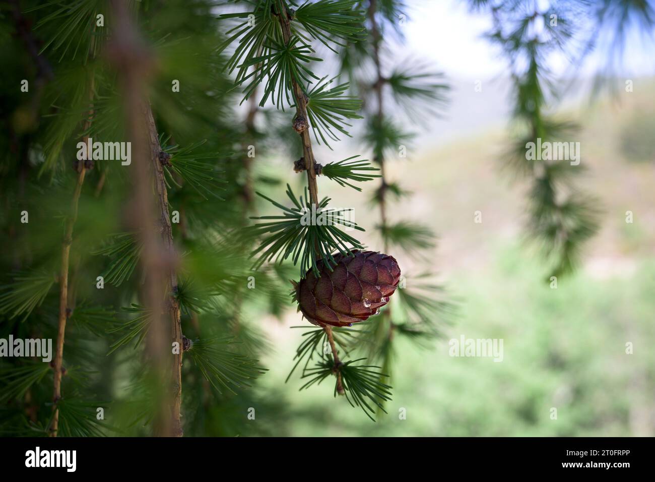 Pine cone in resinous pine tree with drops of isolated resin in the tree horizontal Stock Photo