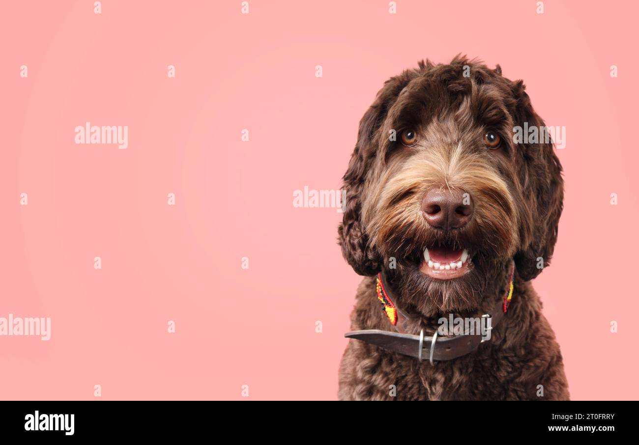 Brown fluffy dog looking at camera on colored background. Front view of friendly puppy dog with playful or curious look. 1 years old, female, Australi Stock Photo
