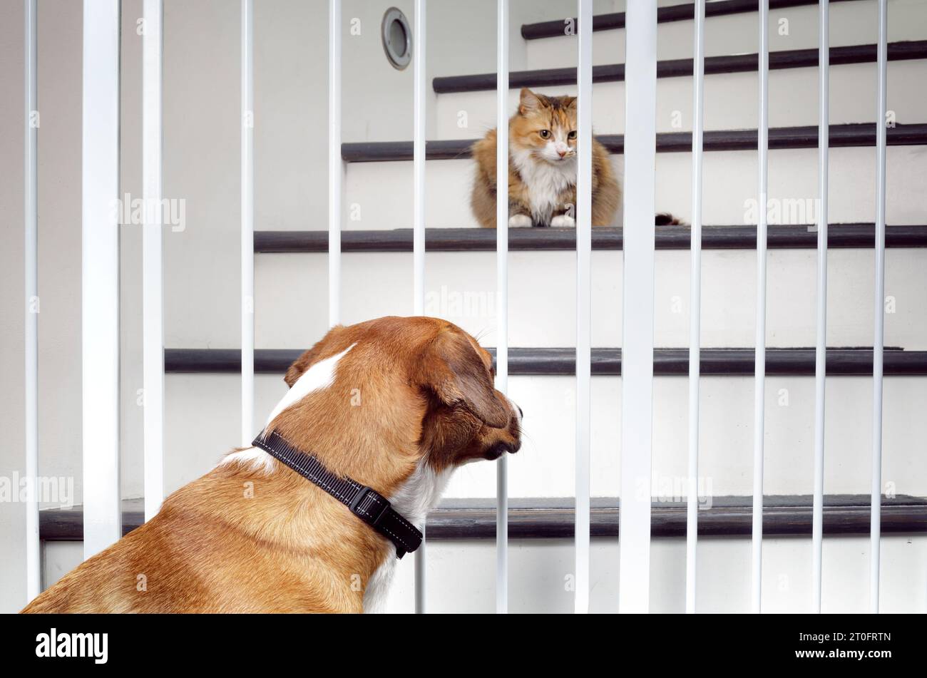 Cat and dog introduction through pet gate barrier. Face to face meeting