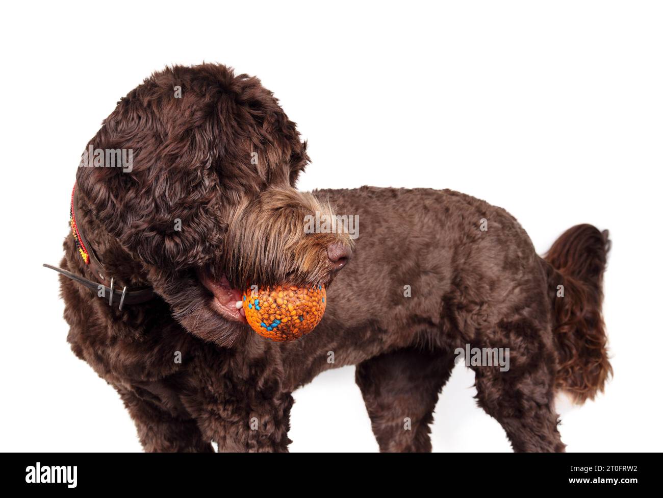 Year old looking in Cut Out Stock Images Pictures Alamy