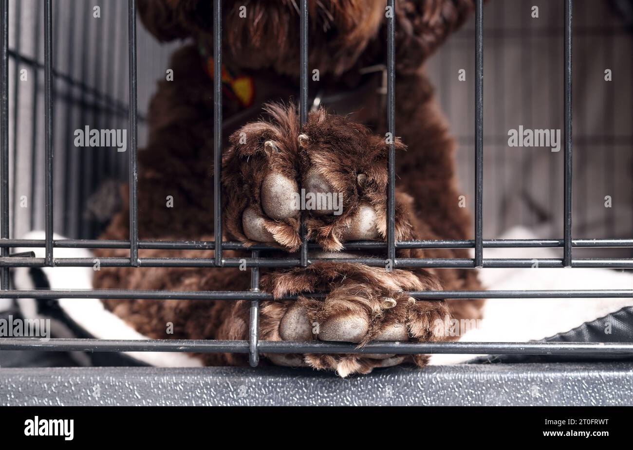 Dog in crate or dog kennel waiting to come out. Close up of cute puppy
