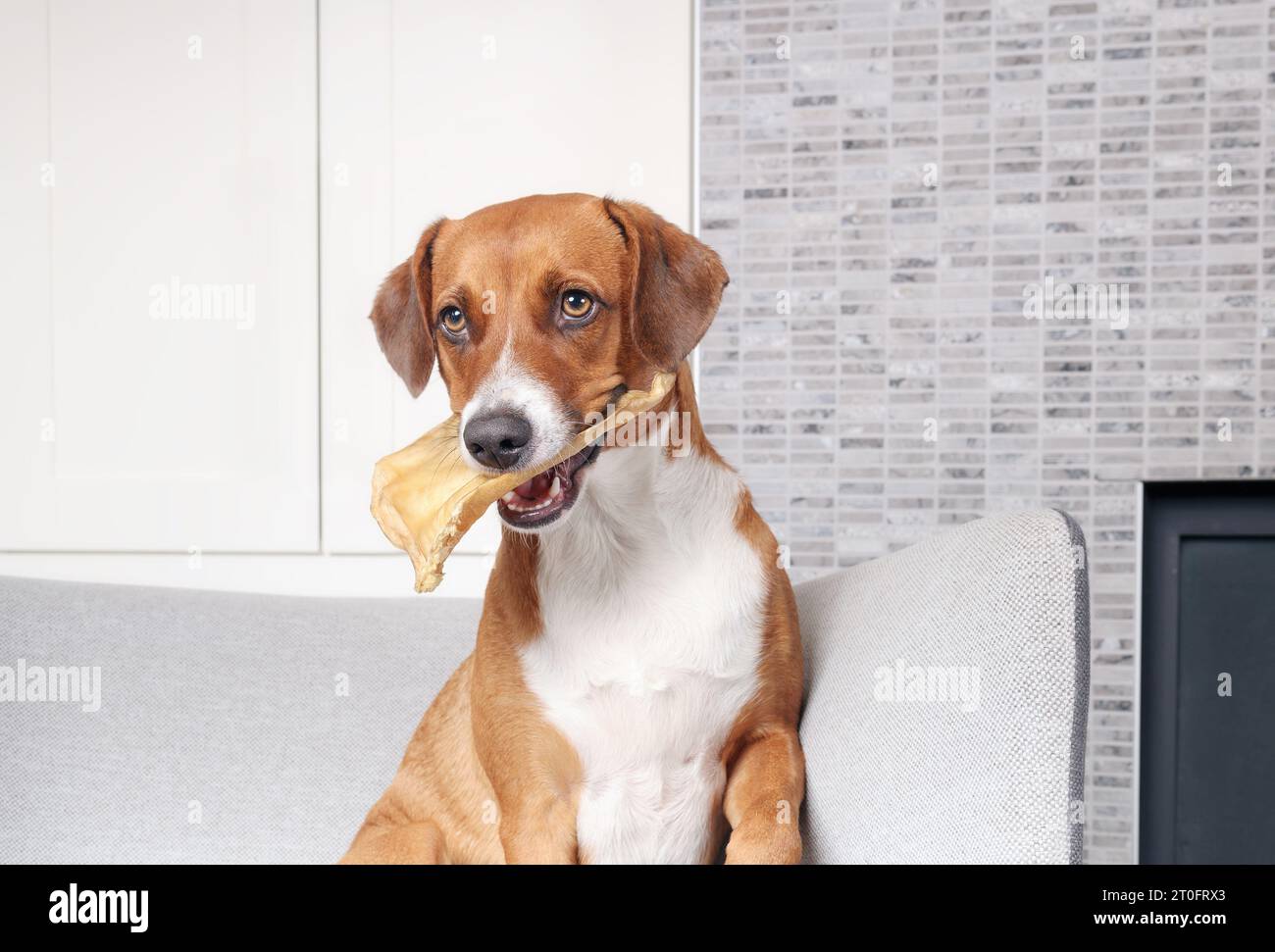 Dog with buffalo ear sitting on chair. Cute puppy dog sitting with