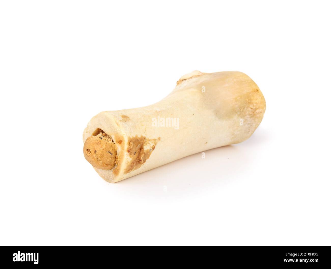 Isolated stuffed beef bone for dog chew fun and happiness. Long lasting medium real cattle bone. For dental health, mental enrichment  for dogs and pu Stock Photo