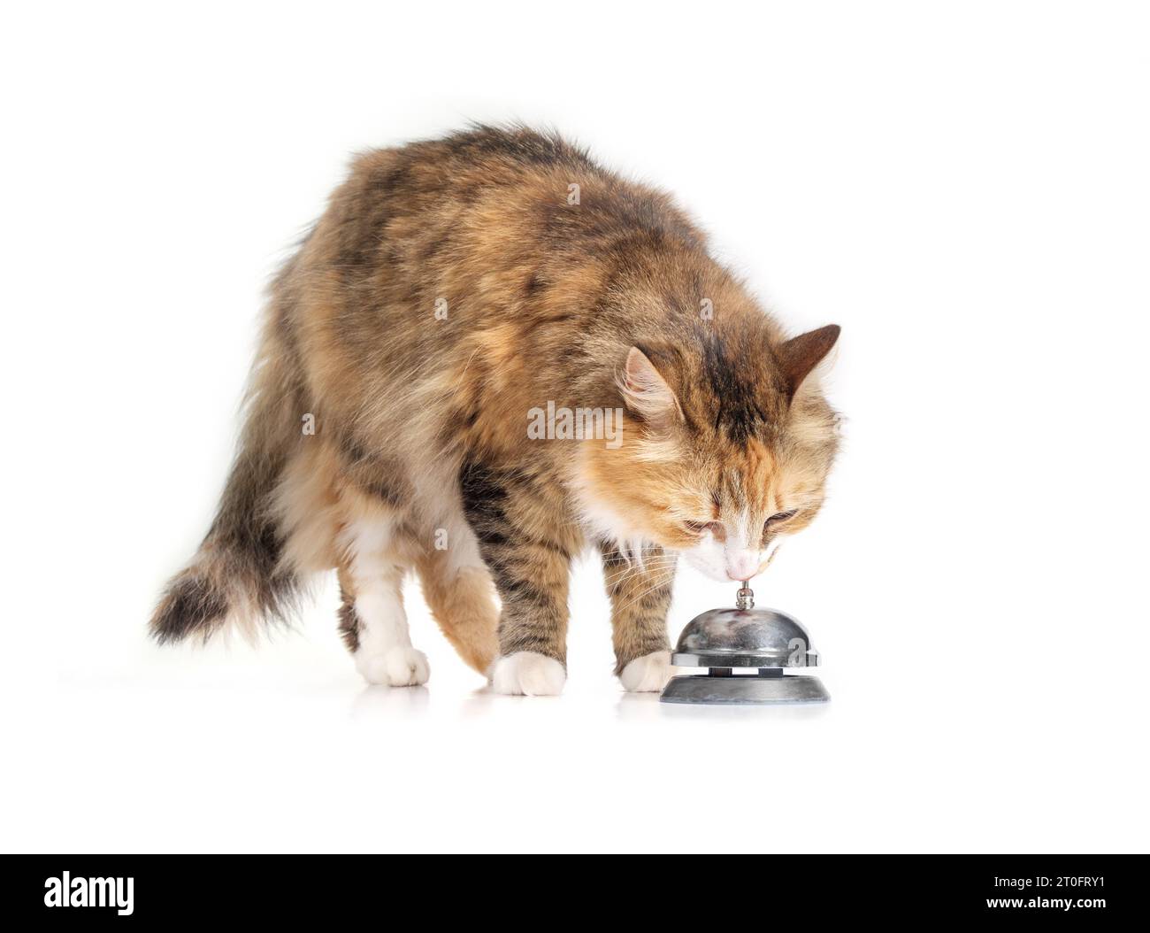 Curious cat with call bell. Cute fluffy kitty standing over shiny bell while it touching with the head. Used on reception or front desk for customer a Stock Photo