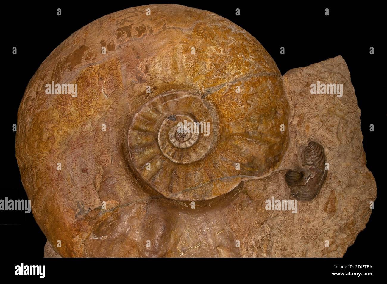 Giant Ammonite fossil Stock Photo