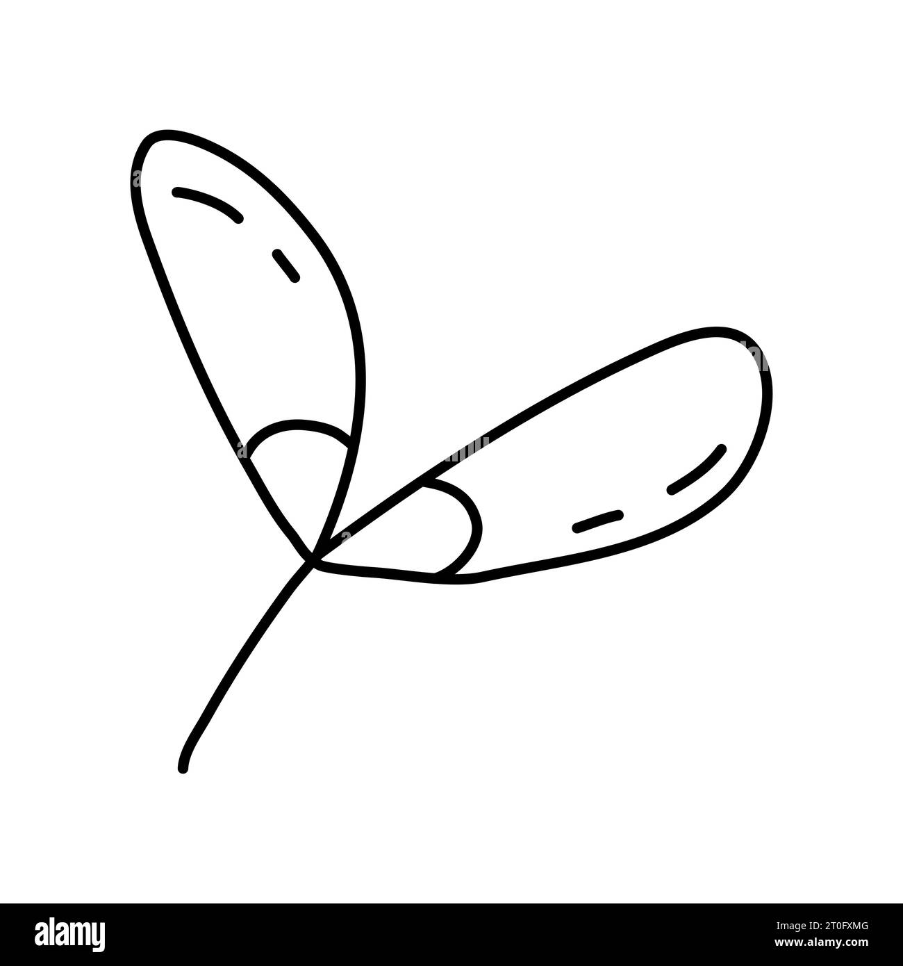 Maple seeds or helicopter, autumn design element, doodle style flat vector outline illustration for kids coloring book Stock Vector