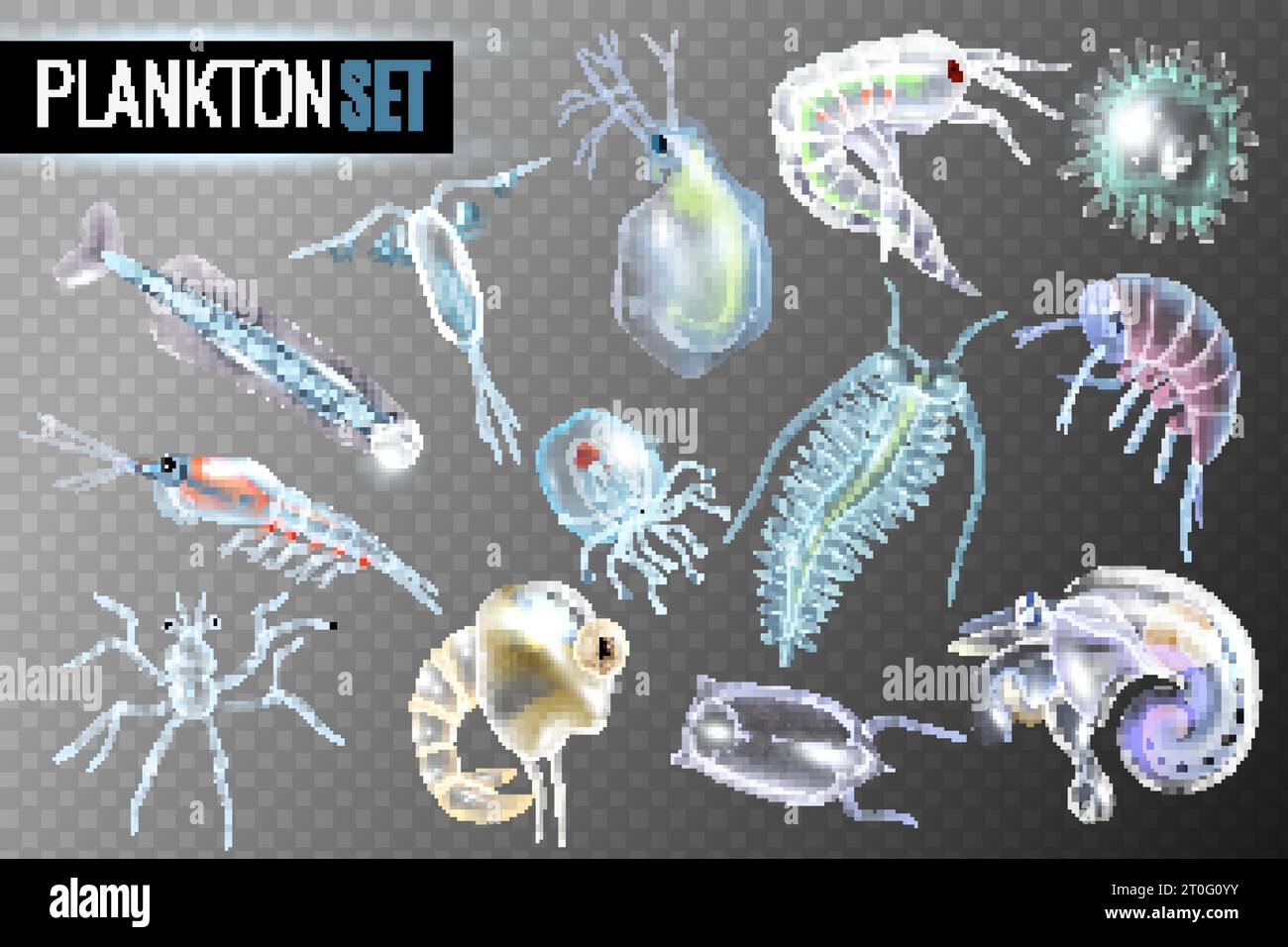 Plankton transparent set of daphnia amphipod  krill copepod phytoplankton underwater inhabitants isolated vector illustration Stock Vector