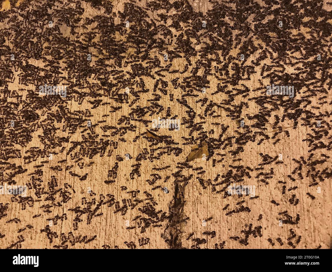 Ant colony on the concrete surface Stock Photo Alamy