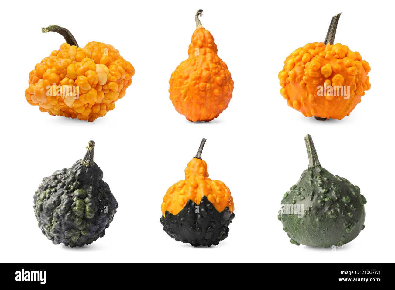 Set of different pumpkins isolated on white Stock Photo - Alamy