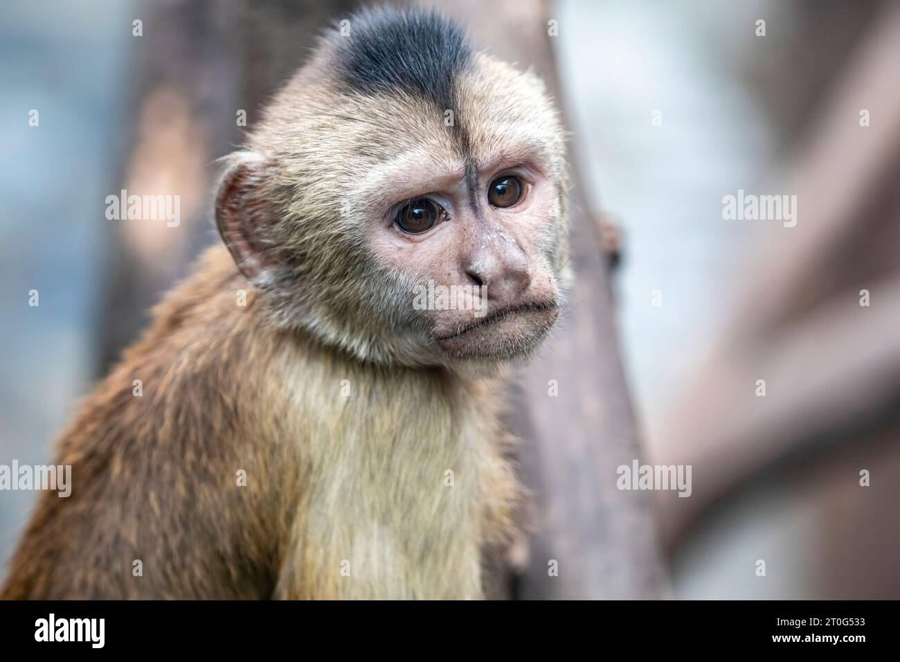 The wedge-capped capuchin (Cebus olivaceus) is a capuchin monkey from South America. It is found in northern Brazil, Guyana and Venezuela. Stock Photo