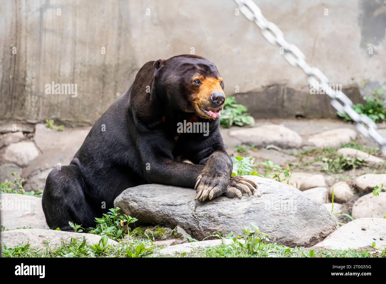 Southeast asian sun bear honey hi-res stock photography and images - Alamy