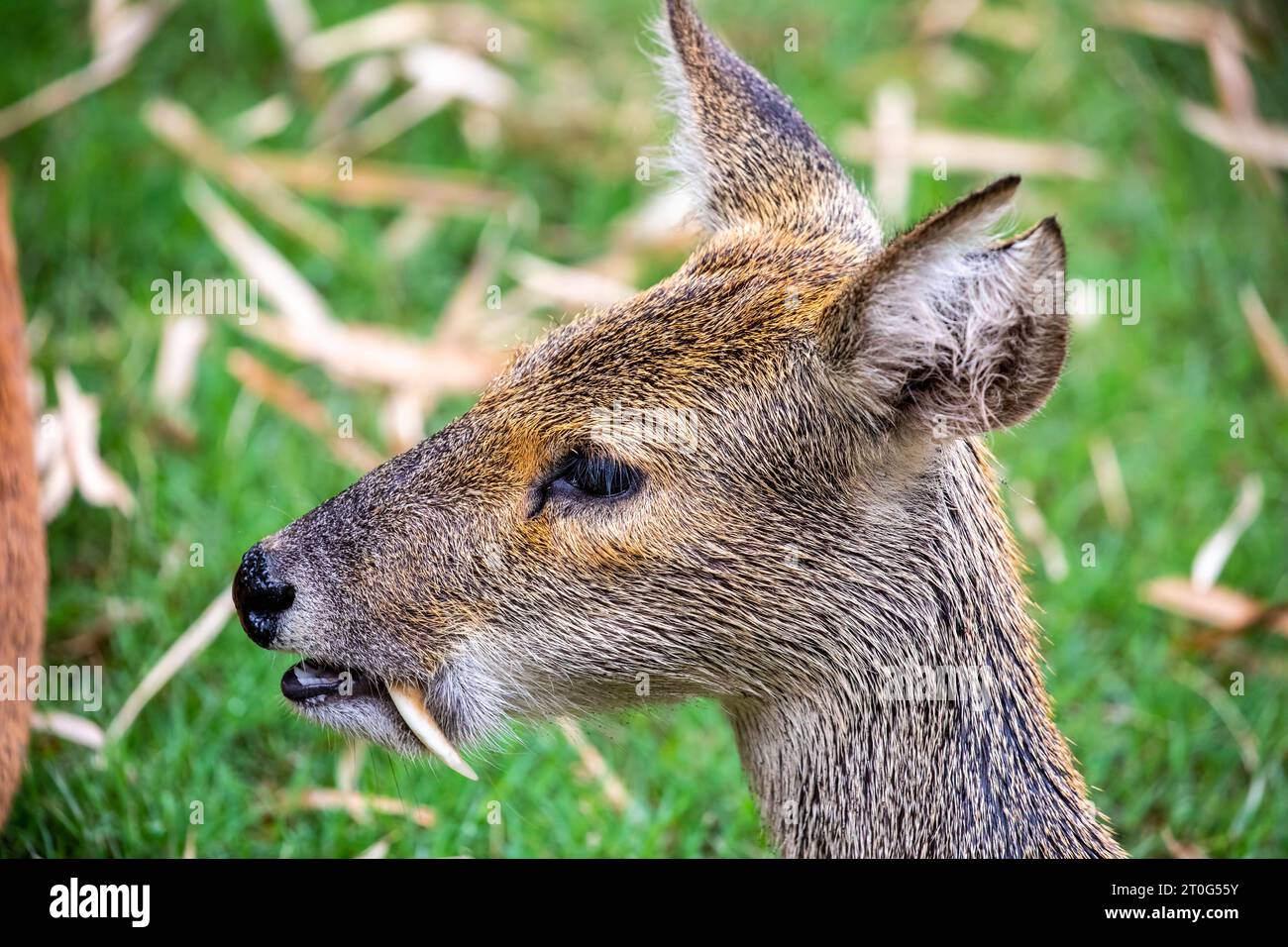 The water deer (Hydropotes inermis) is a small deer species native to