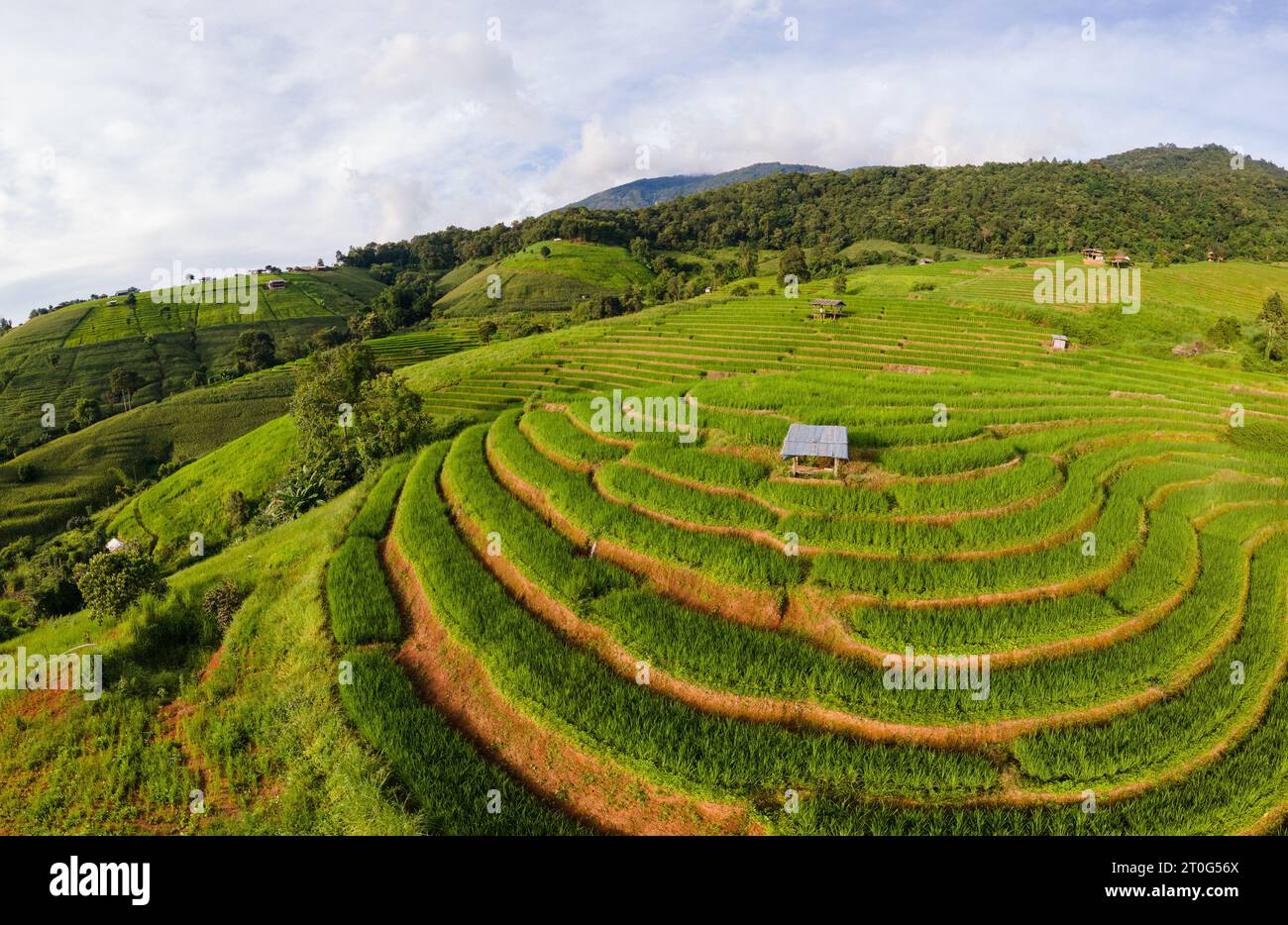 Curved Rice Curved Terraced Rice Field in Chiangmai, Thailand, Pa Pong Piang rice ...