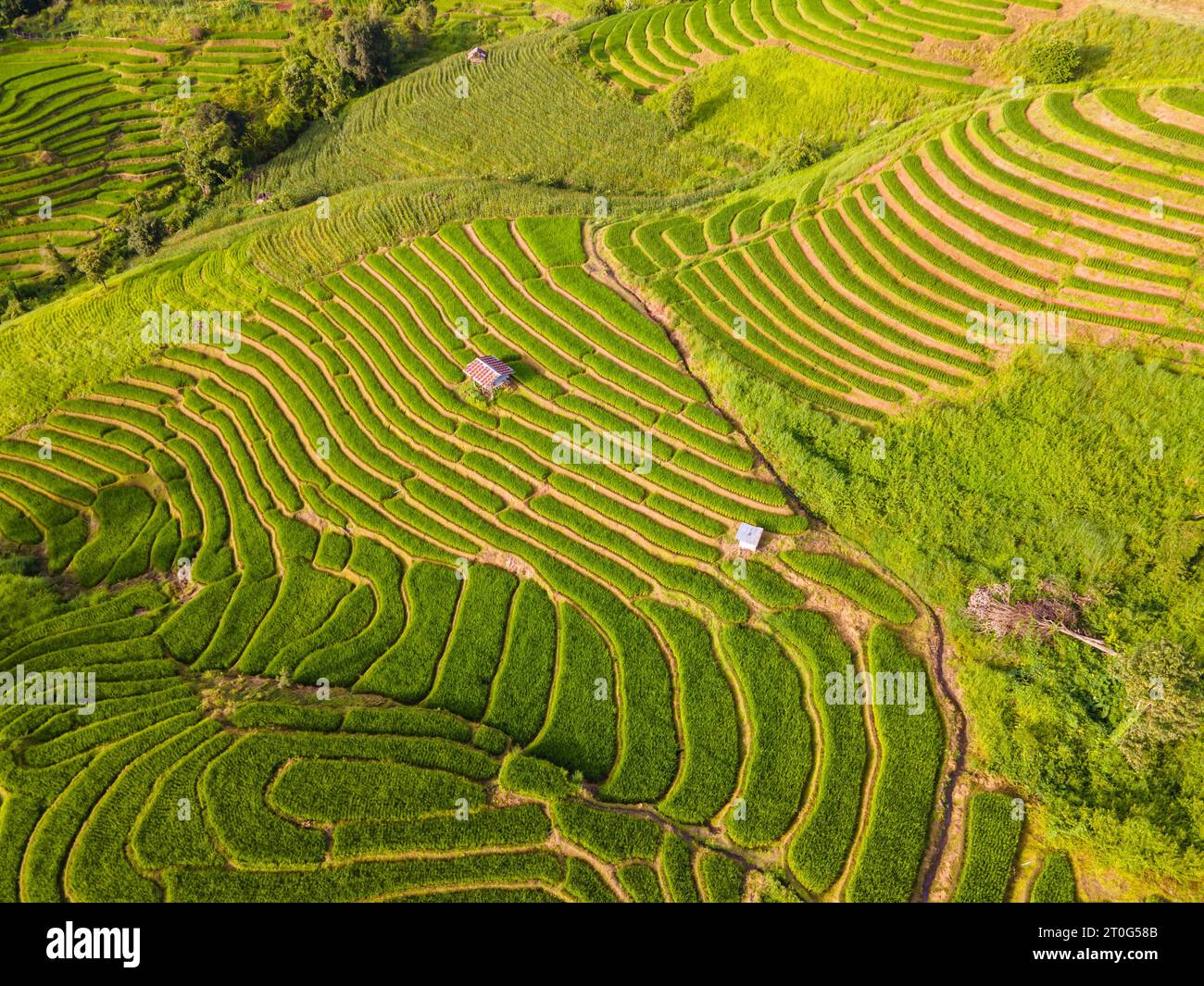 Curved Rice Curved green Terraced Rice Field in Chiangmai, Thailand, Pa Pong Piang ...