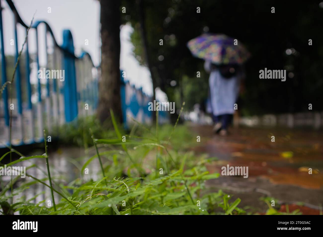 people walking with umbrella on a rain wet foot path and during monsoon season in streets of kolkata india. Stock Photo