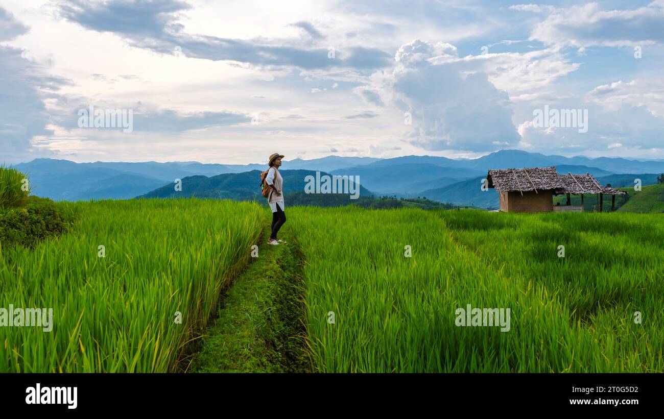 Terraced Rice Field in Chiangmai, Thailand, Pa Pong Piang rice terraces ...