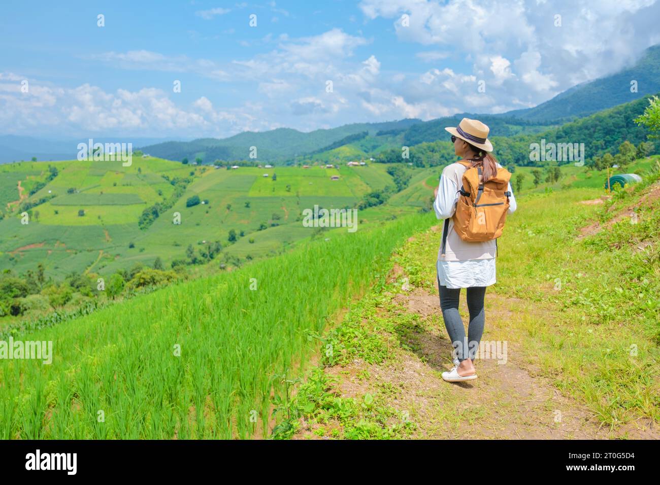 Terraced Rice Field in Chiangmai, Thailand, Pa Pong Piang rice terraces ...
