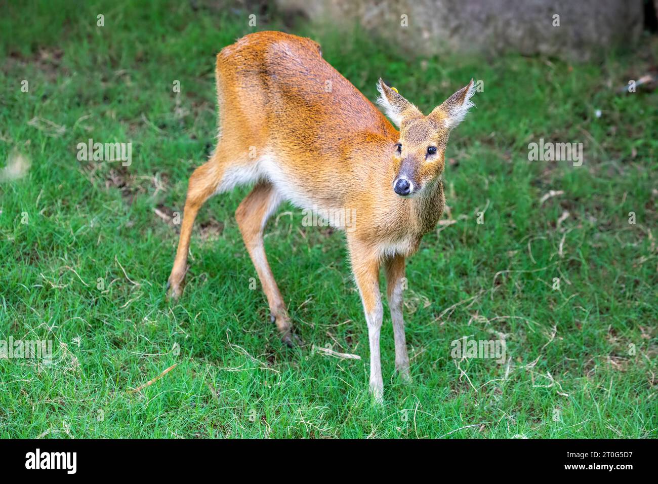 The water deer (Hydropotes inermis) is a small deer species native to