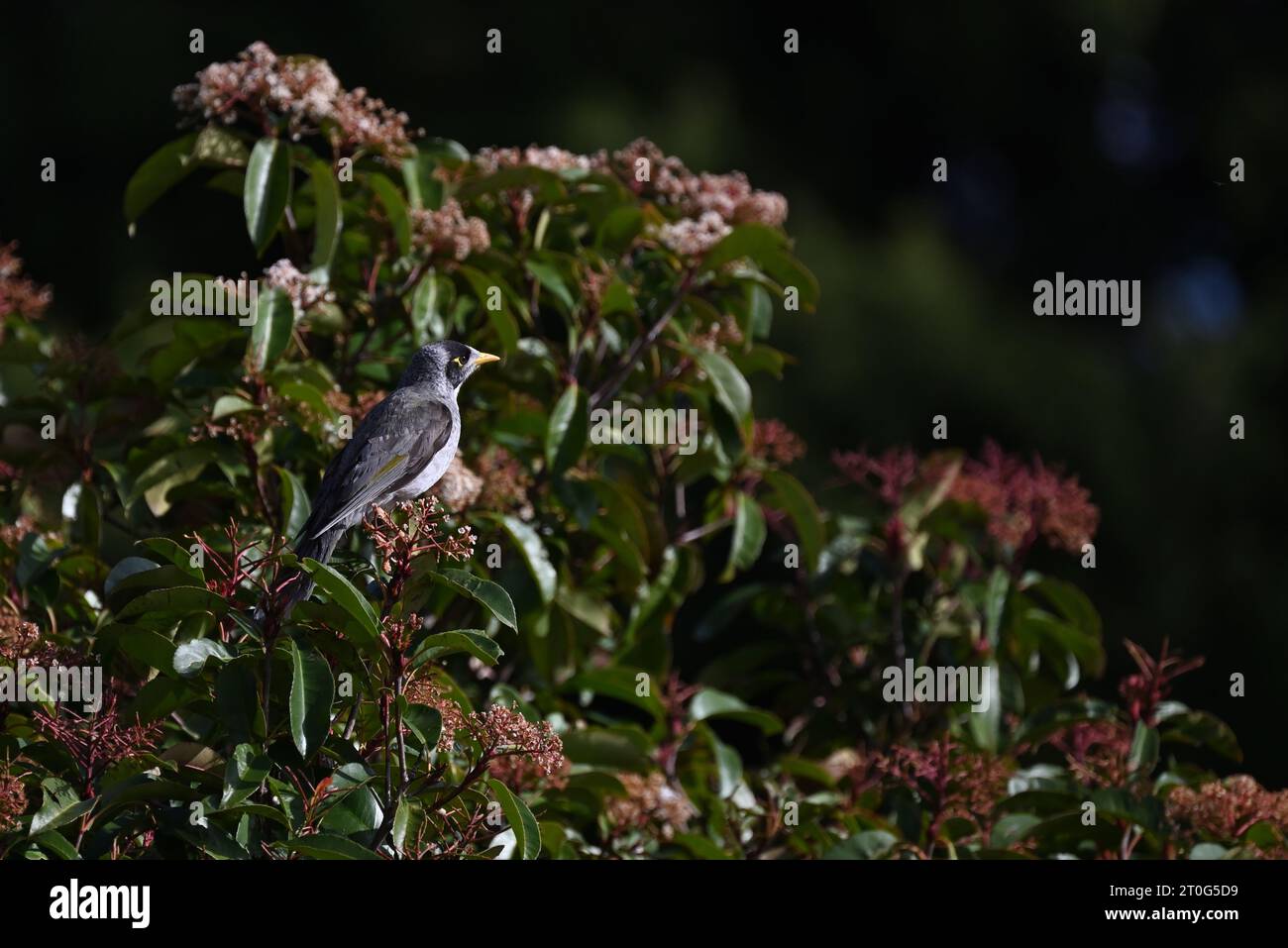 Side view of a sunlit noisy miner bird perched high up in a flowering tree Stock Photo