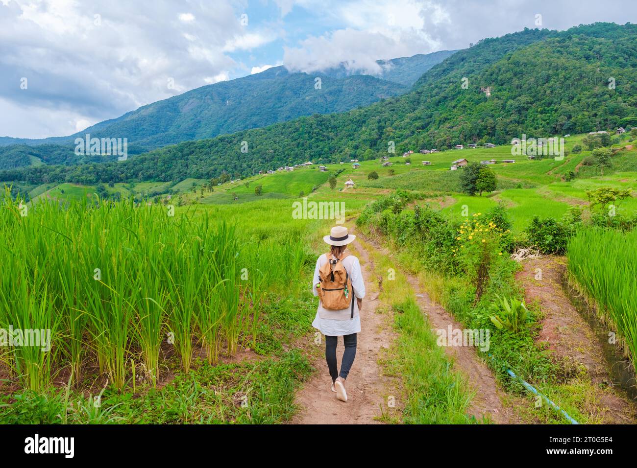 Terraced Rice Field in Chiangmai, Thailand, Pa Pong Piang rice terraces ...
