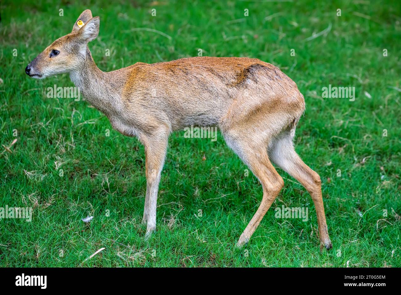 The water deer (Hydropotes inermis) is a small deer species native to