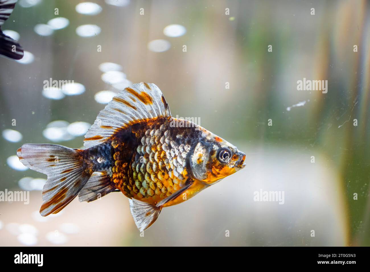 the closeup iamge of Ryukin Goldfish Assorted Colors (Carassius Auratus). Stock Photo