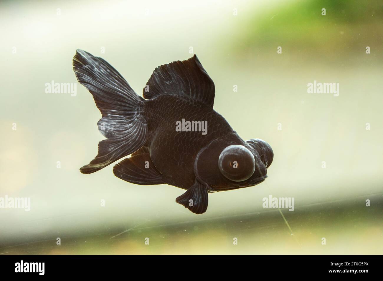 Butterfly goldfish hi res stock photography and images Alamy