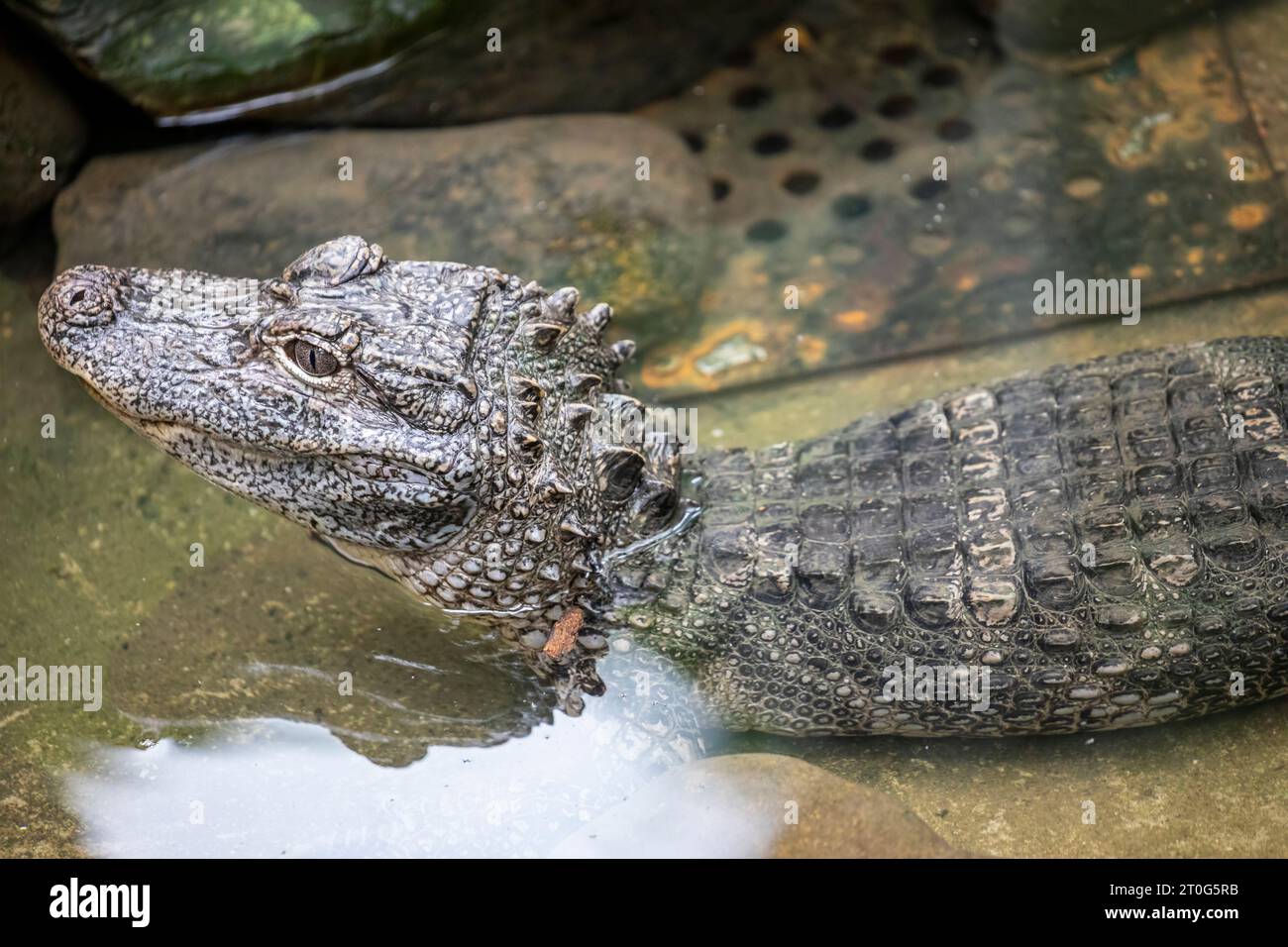 The closeup image of Chinese alligator (Alligator sinensis). A critically endangered crocodile endemic to China.  Dark gray or black in color Stock Photo