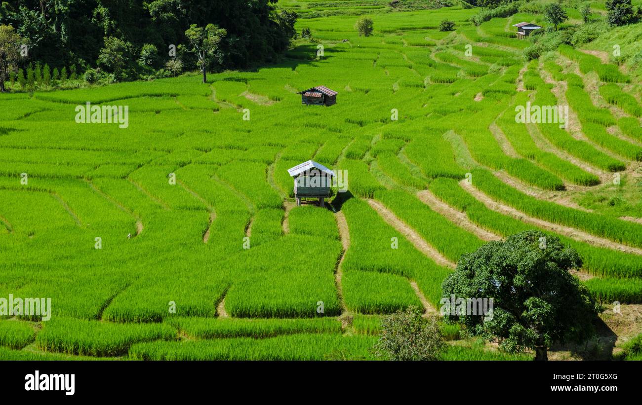 Curved Rice Curved Terraced Rice Field in Chiangmai during the green rain season ...