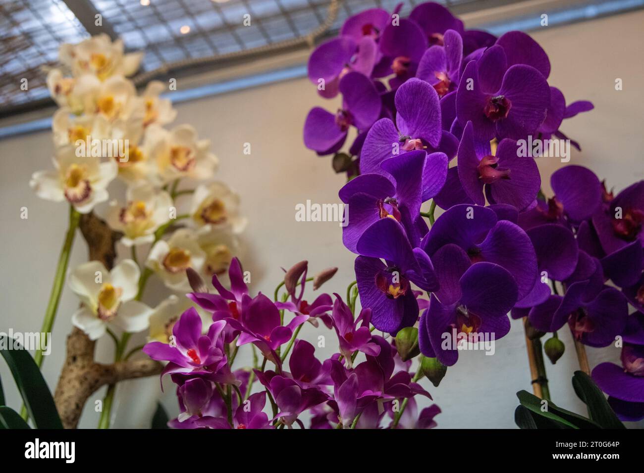 Variety of tropical plants hi-res stock photography and images - Alamy