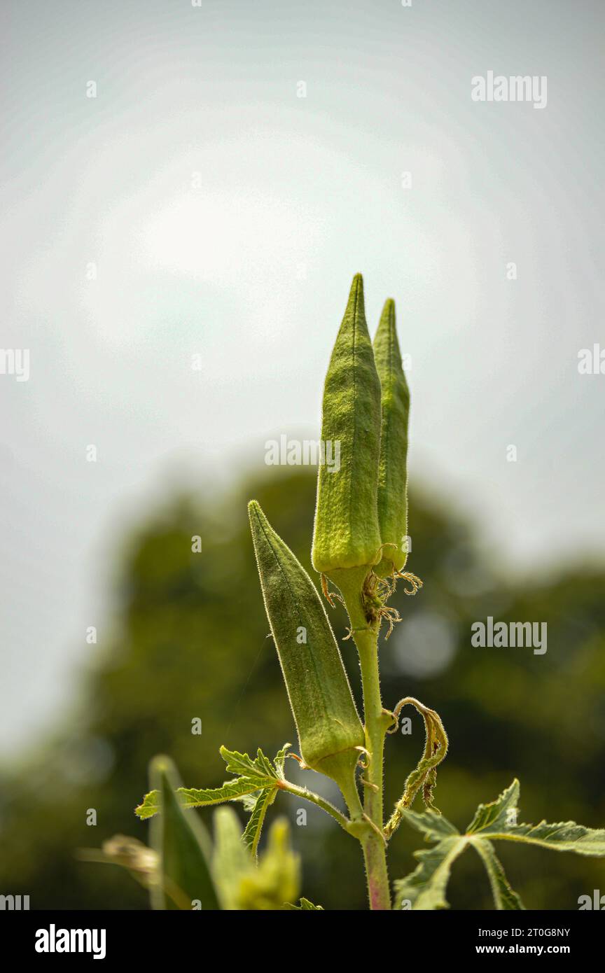 Close up of fresh Bhindi, Lady Fingers,Okra green vegetable Abelmoschus Esculentus with flowers growing in the farm against green background. okra. Stock Photo