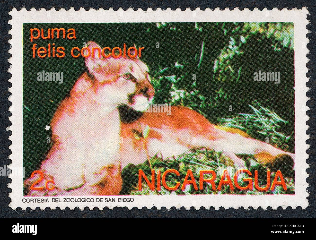Cougar (Felis concolor). Postage stamp issued in Nicaragua in 1974. Stock Photo