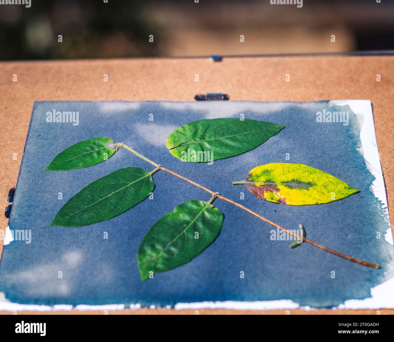 Close up of plant leaves on light sensitive paper coated with Cyanotype chemicals being exposed to the sunlight. Stock Photo