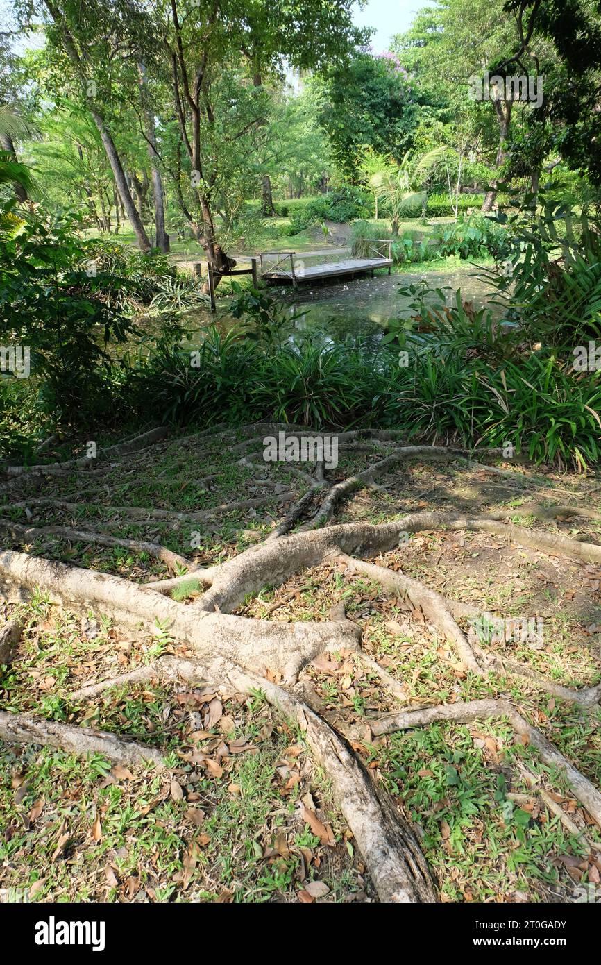Large Old Tree Roots on Soil Ground and Floating Weeds in Canal in Thailand Stock Photo