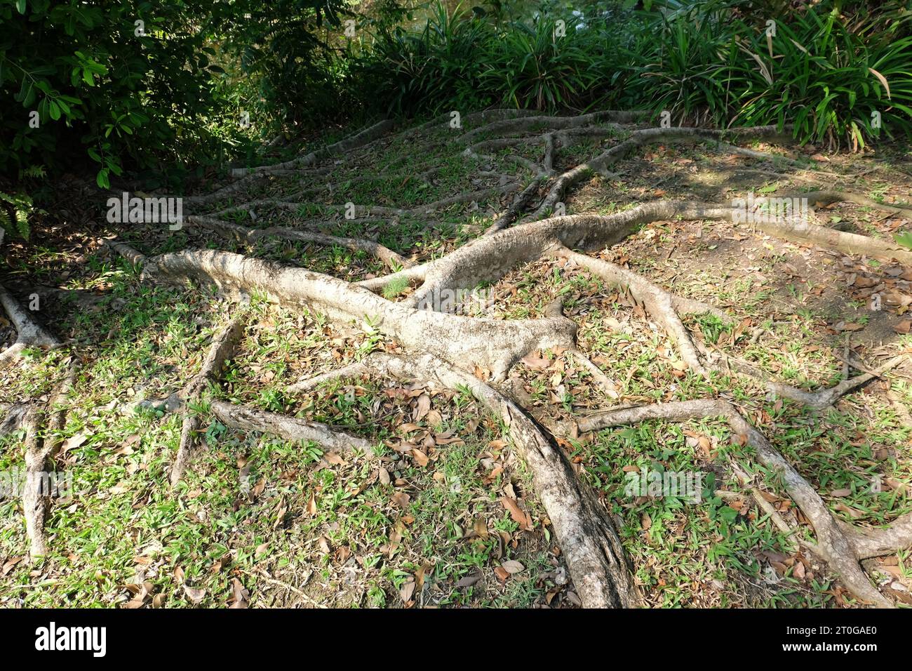 Large Old Tree Roots on Soil Ground Green Garden in Thailand Stock Photo