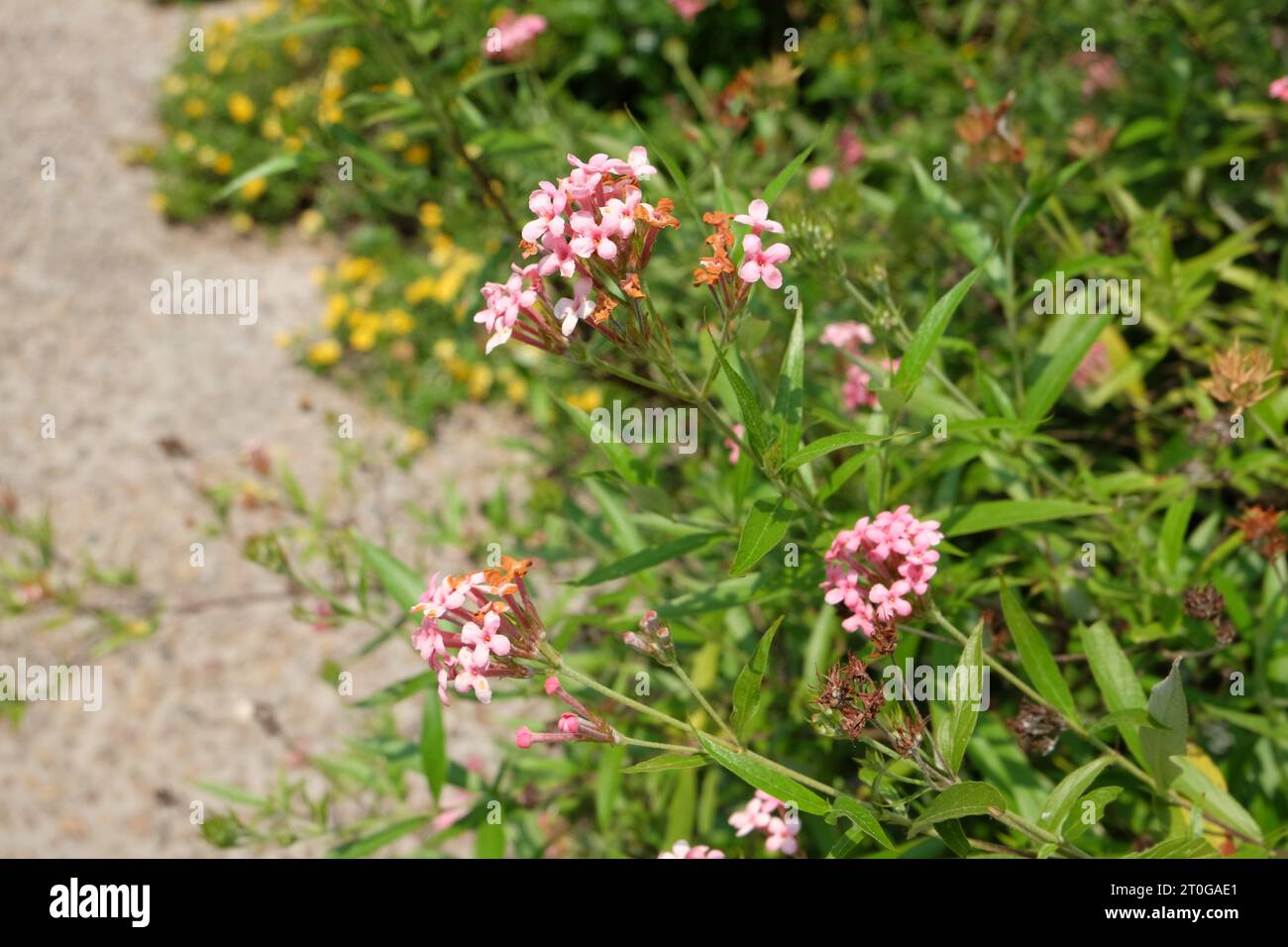 Common Name Rondeletia leucophylla Panama Rose Bush Penta Scientific
