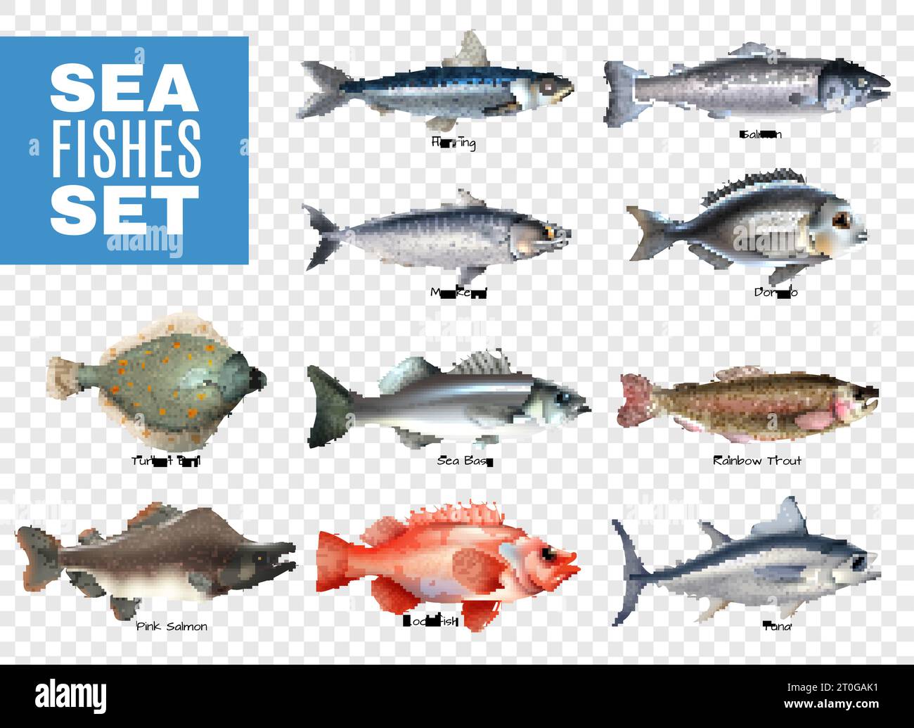Set of sea fishes with letterings on transparent background isolated vector illustration Stock Vector