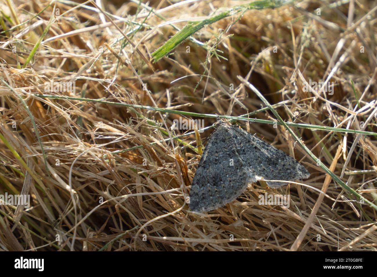 Helastia corcularia, a grey carpet moth endemic to New Zealand, in grass clippings in garden. Stock Photo