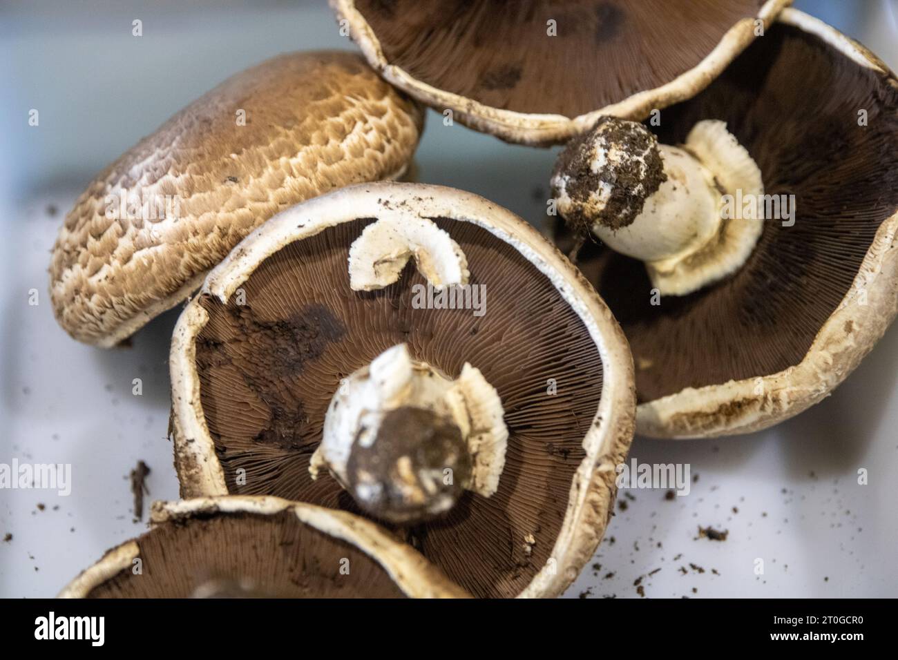 Large Portobello Mushrooms on white background Stock Photo Alamy