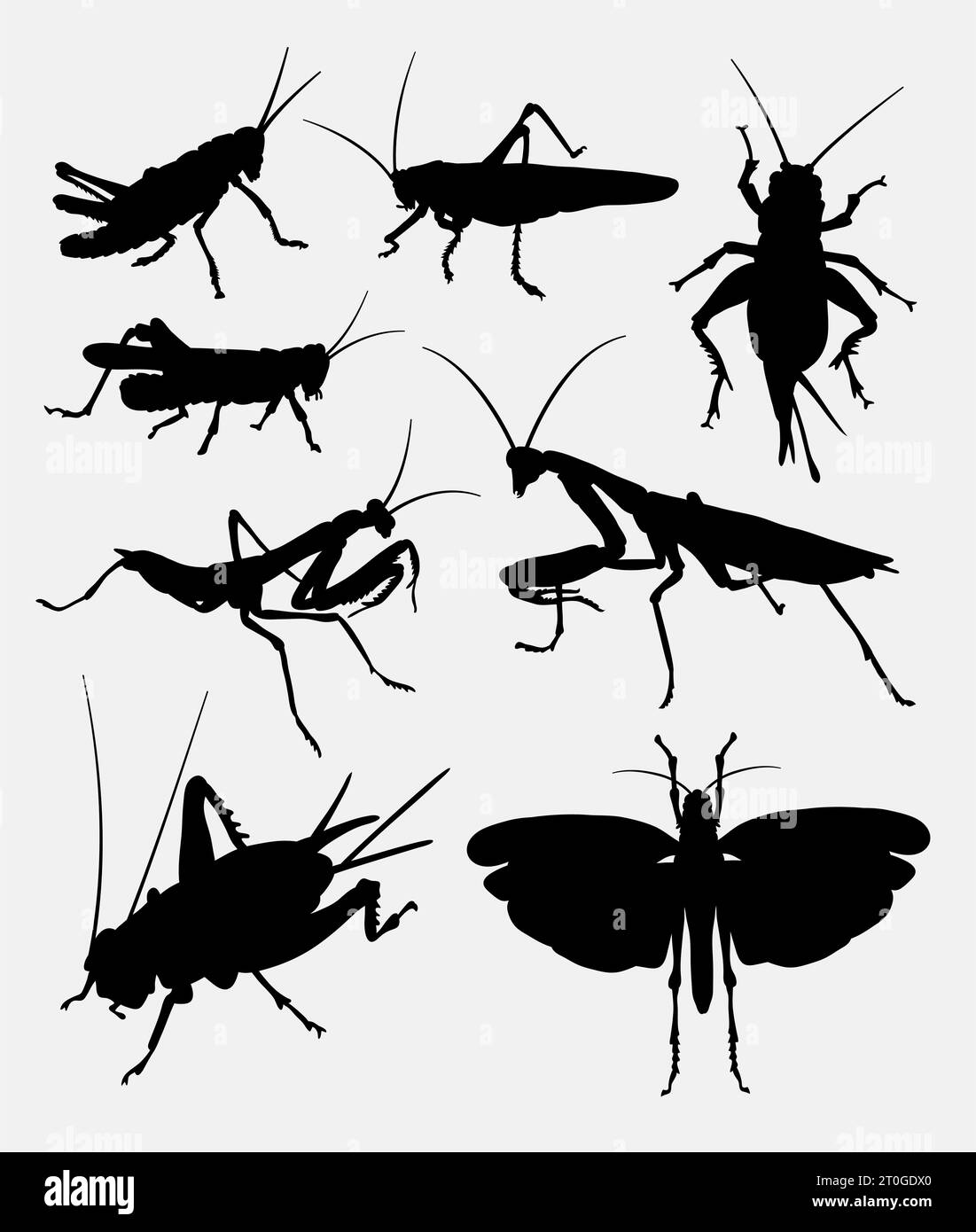 grasshopper and cricket insect animal silhouette Stock Vector