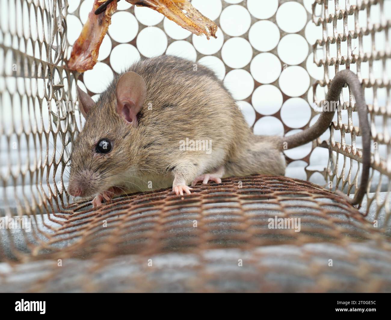 Rat in cage mousetrap on white background, Mouse finding a way out of being confined, Trapping and removal of rodents Stock Photo